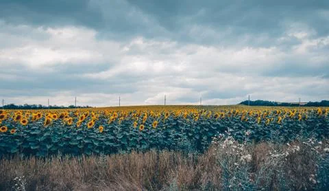 Sunflower field Stock Photos