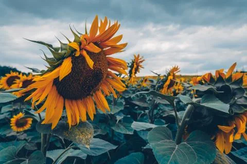 Sunflower field Stock Photos