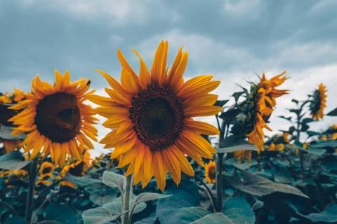 Sunflower field Stock Photos
