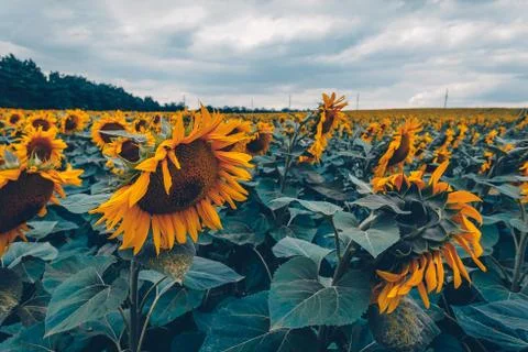 Sunflower field Stock Photos