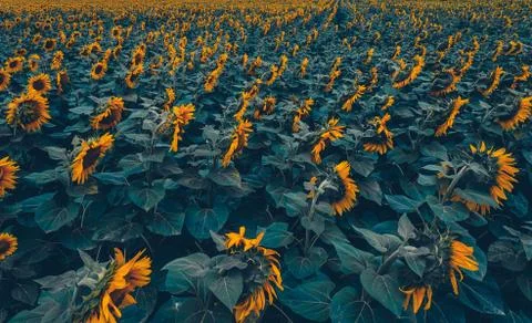 Sunflower field Stock Photos