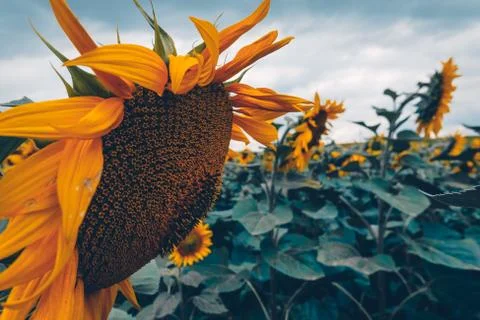 Sunflower field Stock Photos