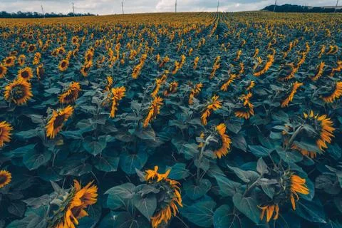 Sunflower field Stock Photos