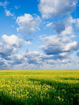 Sunflower field. Stock Photos