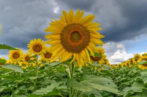 Sunflower Field Stock Photos