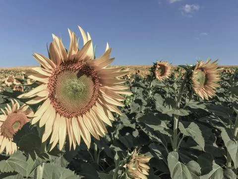 Sunflower field Stock Photos