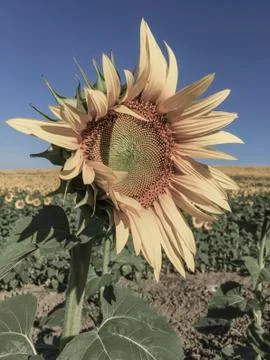 Sunflower field Stock Photos
