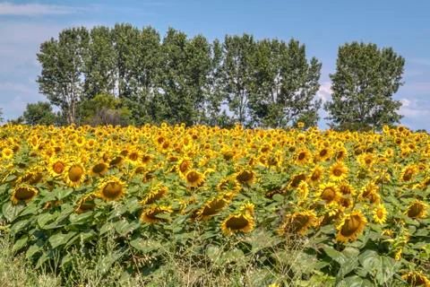 Sunflower field Stock Photos