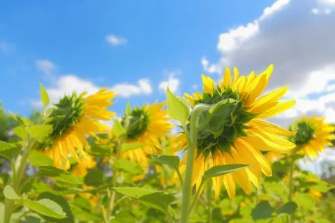 Sunflower field. Stock Photos
