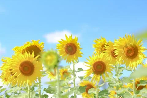 Sunflower field. Stock Photos