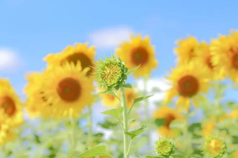 Sunflower field. Stock Photos