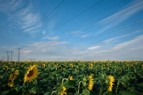 Sunflower field Stock Photos