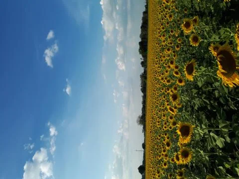 Sunflower field Fotos de archivo
