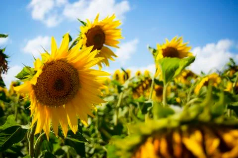Sunflower field Stock Photos