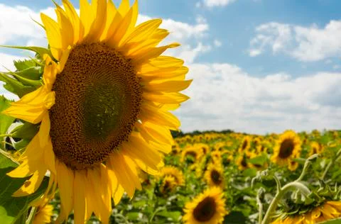 .sunflower in the field Stock Photos
