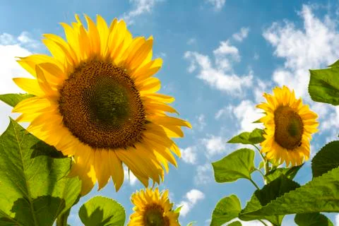.sunflower in the field Stock Photos