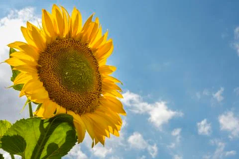 .sunflower in the field Stock Photos