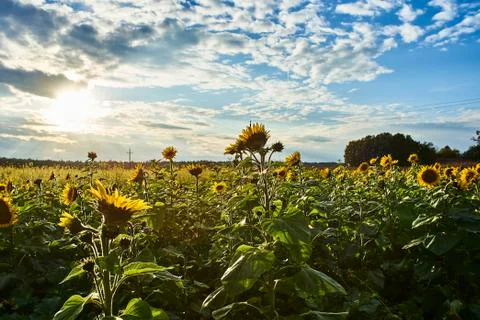 Sunflower at the field Stock Photos