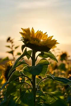 Sunflower at the field Stock Photos
