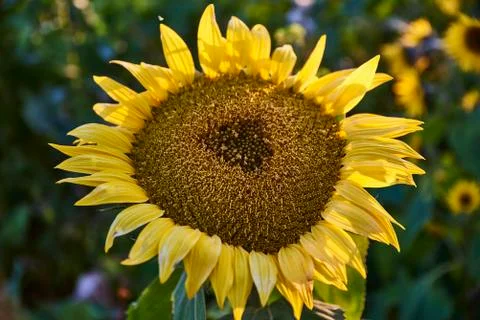 Sunflower at the field Stock Photos