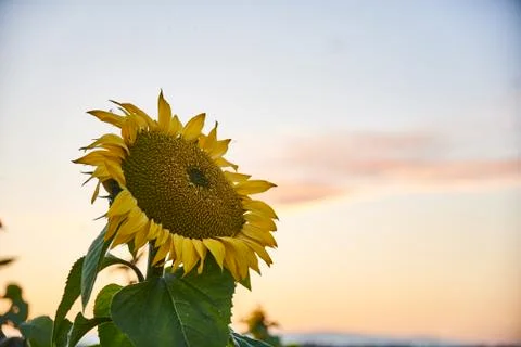 Sunflower at the field Stock Photos
