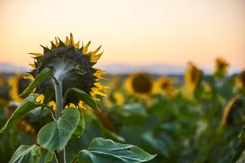 Sunflower at the field Stock Photos