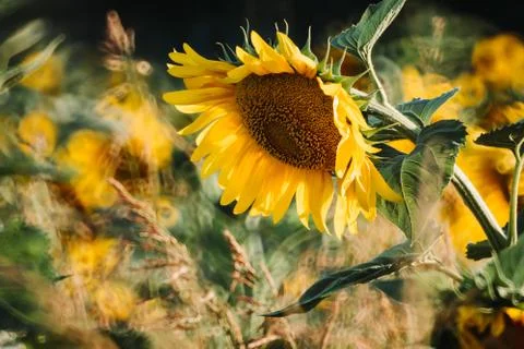 Sunflower in the field Stock Photos