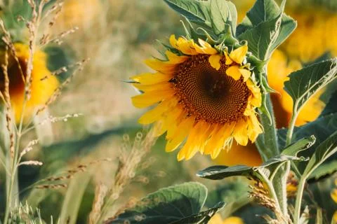 Sunflower in the field Stock Photos