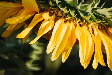 Sunflower in the field Stock Photos