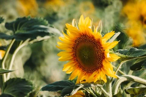 Sunflower in the field Stock-Fotos