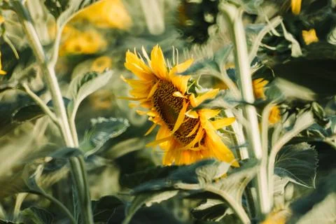 Sunflower in the field Stock Photos