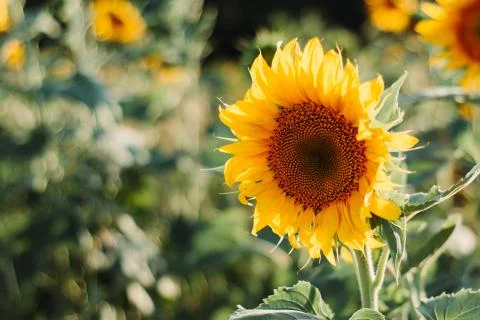 Sunflower in the field Stock Photos