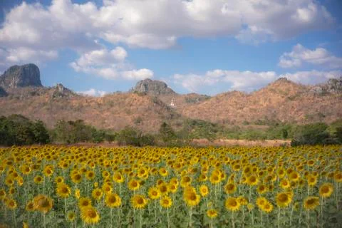 Sunflower field Stock Photos