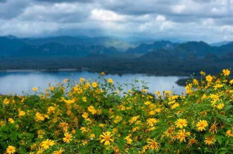Sunflower field Stock Photos
