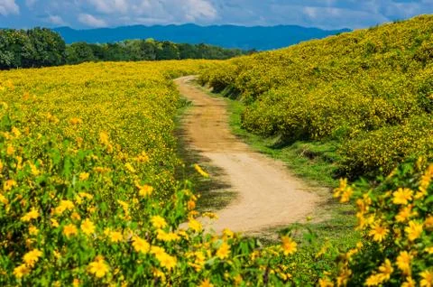 Sunflower field Foto stock