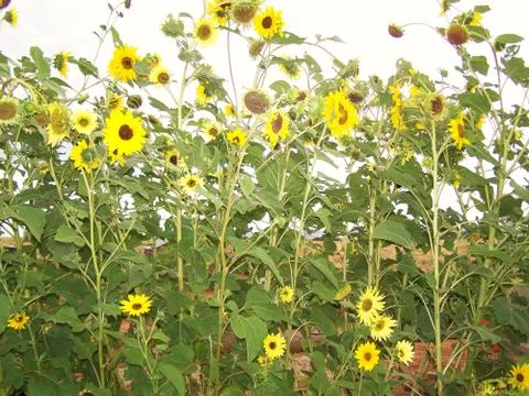 Sunflower field Foto stock