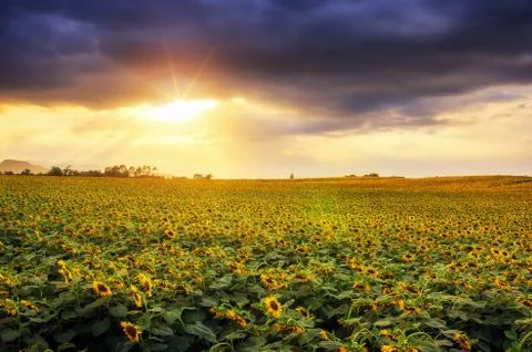 Sunflower field Stock Photos