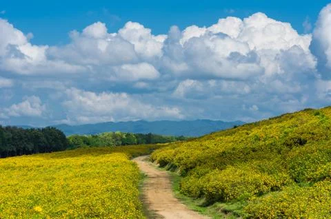 Sunflower field Foto stock