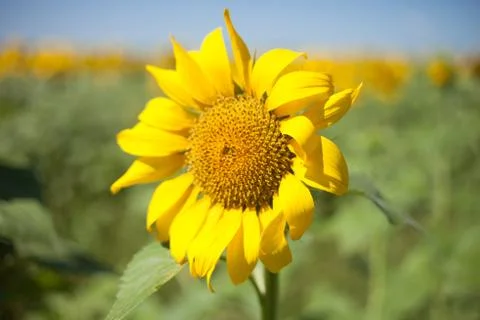 Sunflower field. Stock Photos