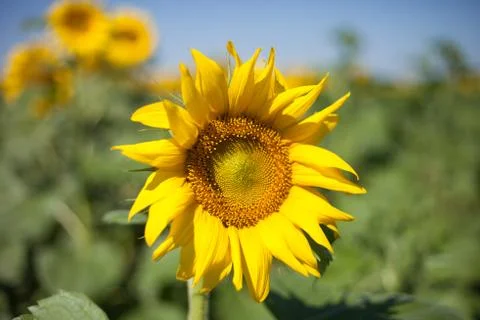 Sunflower field. Stock Photos
