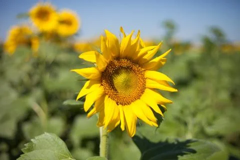 Sunflower field. Stock Photos