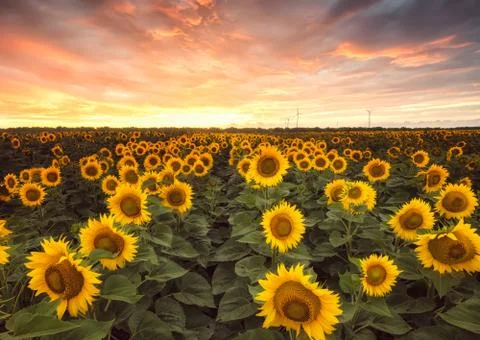 Sunflower field 스톡 사진