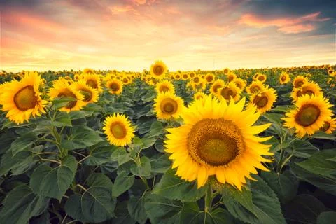 Sunflower field 库存照片