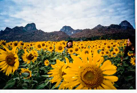 SUNFLOWER FIELD Stock Photos