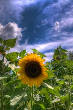 Sunflower in the field Stock Photos