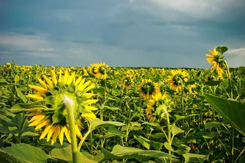 Sunflower field Stock Photos