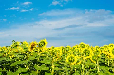 Sunflower field Stock Photos