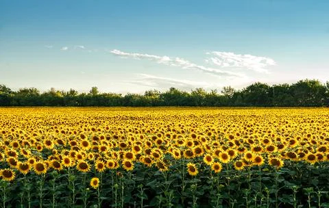 Sunflower field Stock Photos