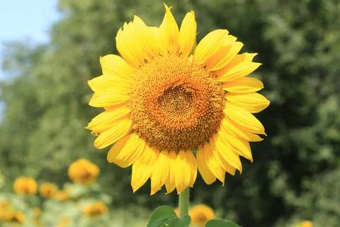 Sunflower field Foto stock