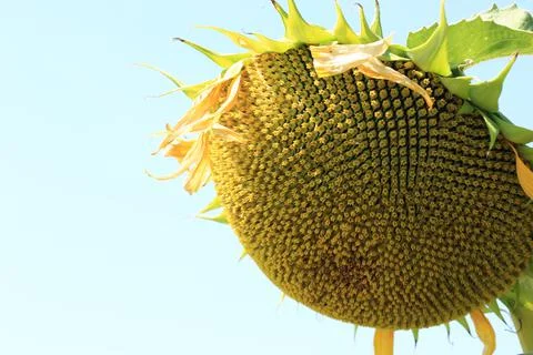 Sunflower field Stock Photos